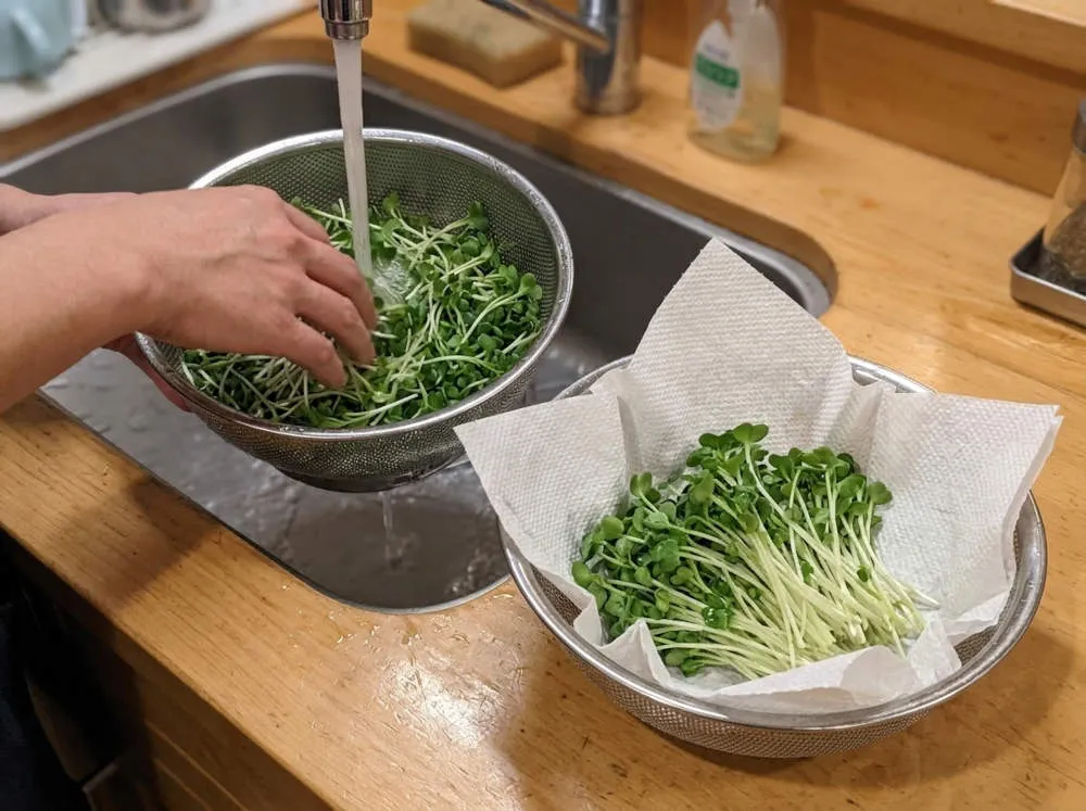 カイワレ菜の準備