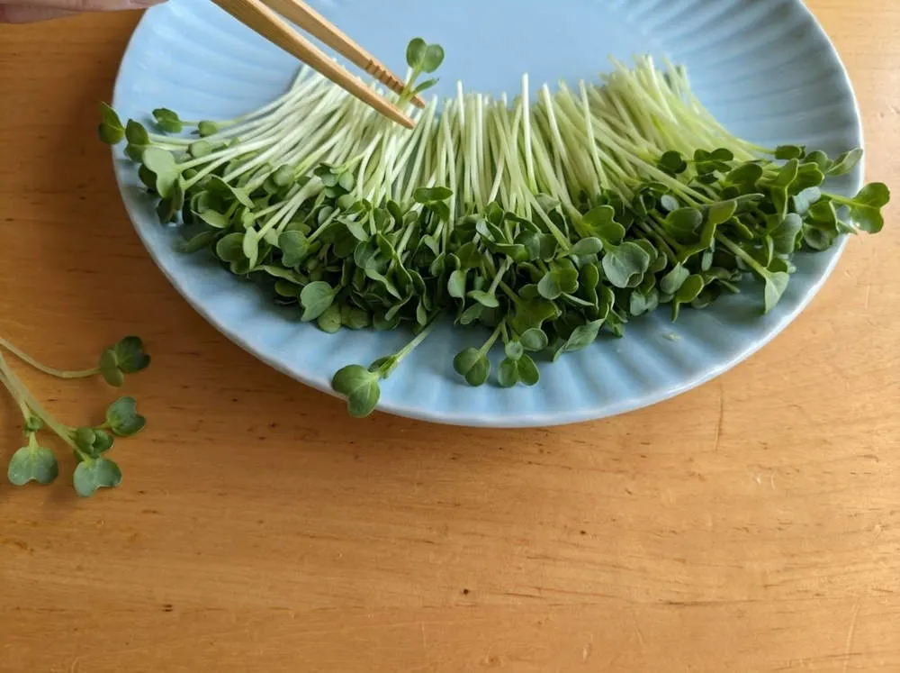 かいわれ大根を敷く