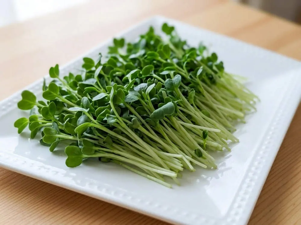カイワレ菜を平皿に敷き詰める