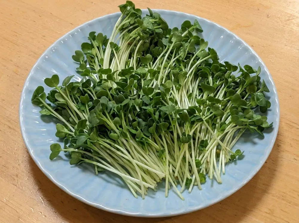カイワレ大根をお皿に敷き詰める